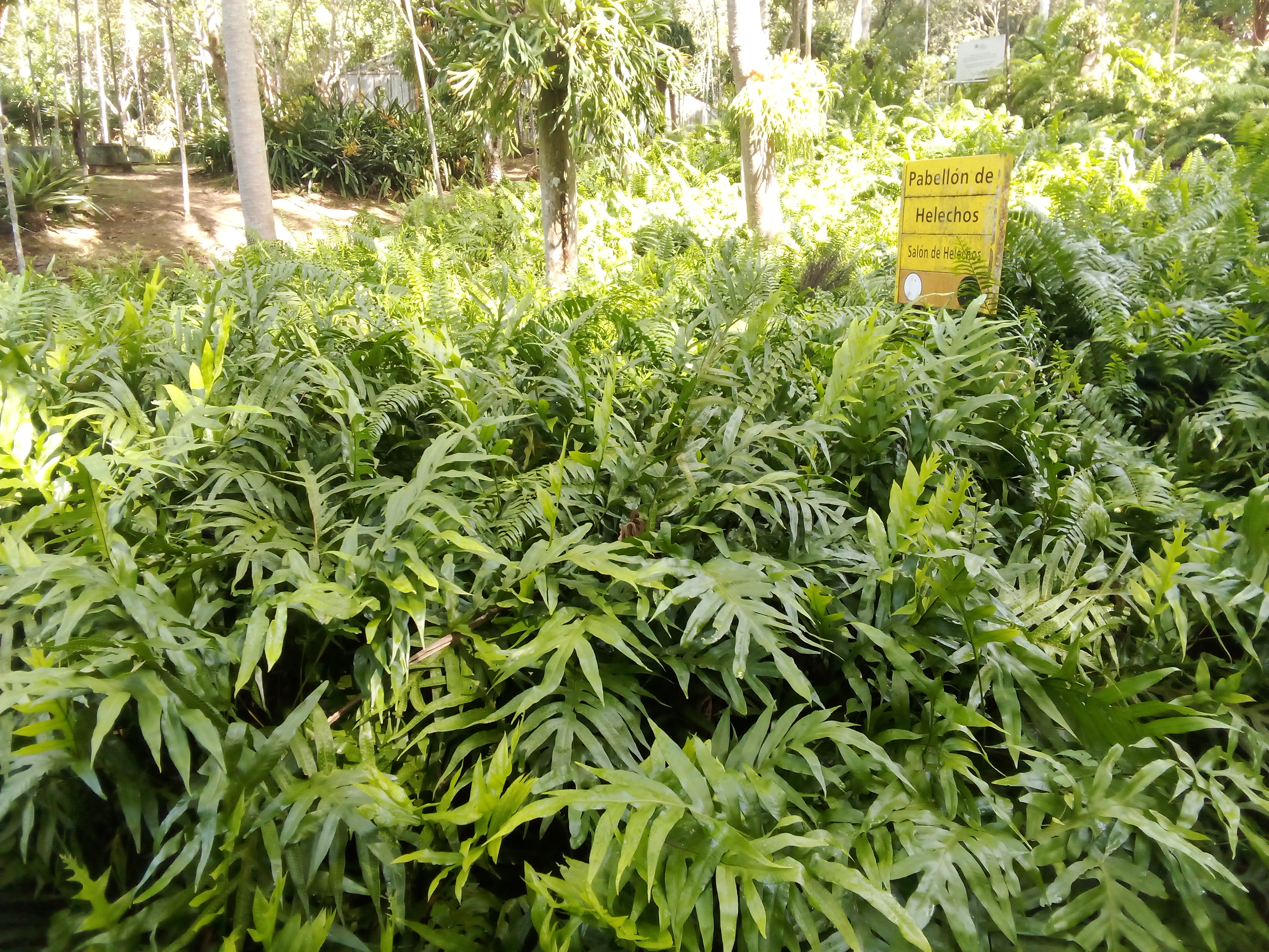 Jardin Botanique Plantas Flores