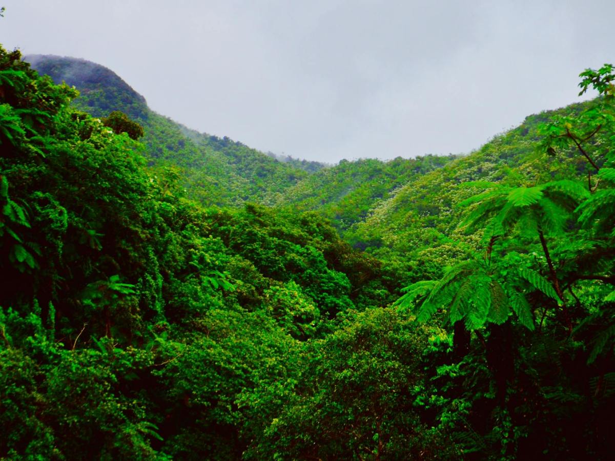 Bienvenue au Jardin Botanique du PORTO RICO/ PUERTO RICO UPR